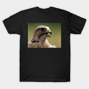 Saker Falcon T-Shirt